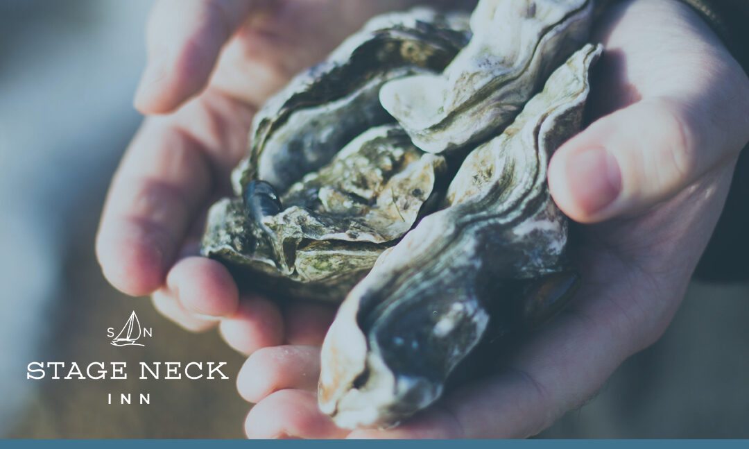 Taking an Oyster Farm Tour in Maine’s Coastal Regions