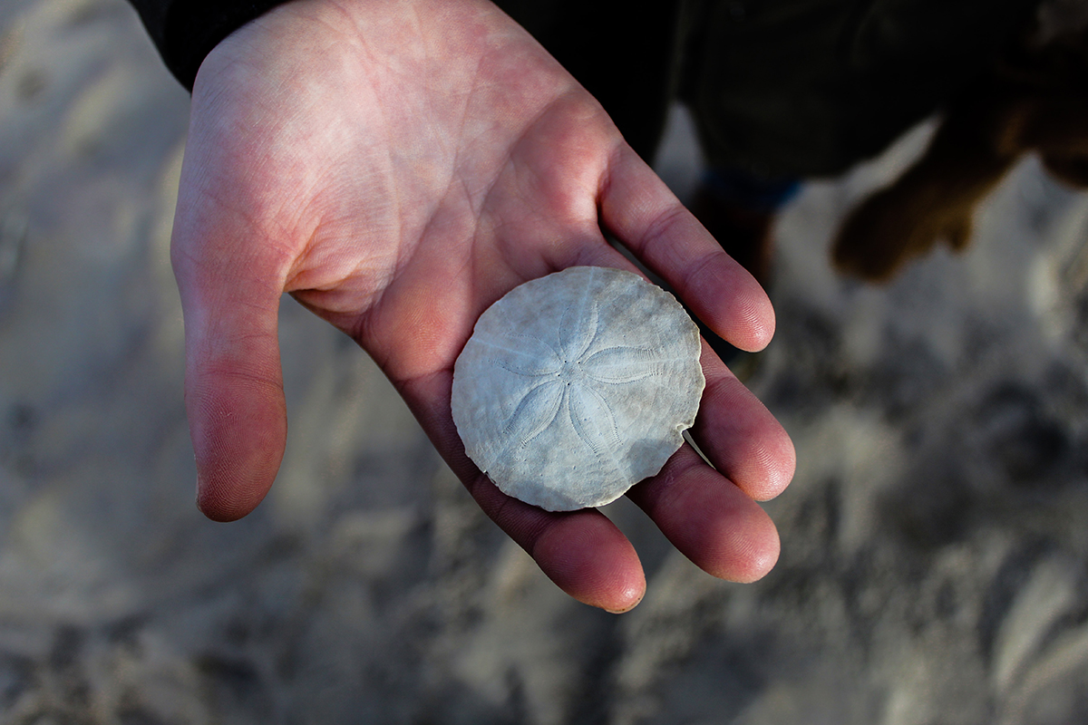 Finding Sand Dollar in Maine