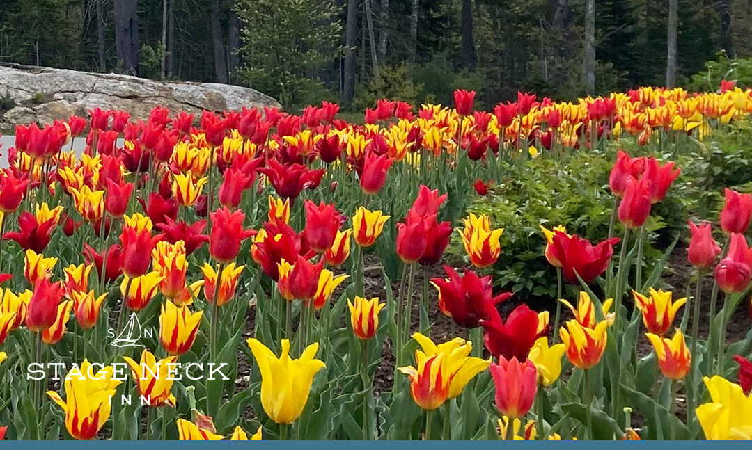 Coastal Maine Botanical Gardens: A Visitor’s Guide to New England’s Largest Botanical Garden