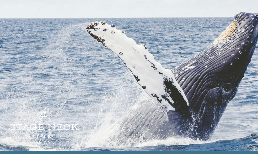 Whale Watching on the East Coast: New England’s Best Spots