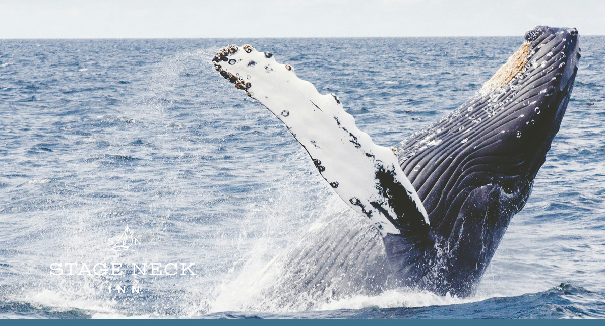 Whale Watching on the East Coast: New England's Best Spots